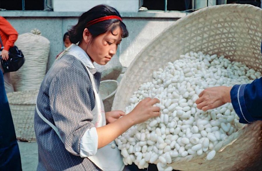 1980年代桑农分拣蚕茧